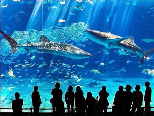 世界最大水族馆：可观魔鬼鱼等2万只鱼(图)
