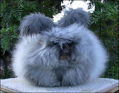 巨型兔子安哥拉兔:体型硕大如毛球(组图)