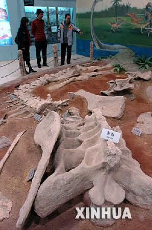 亚洲最大白垩纪晚期蜥脚类恐龙骨架复原(图)