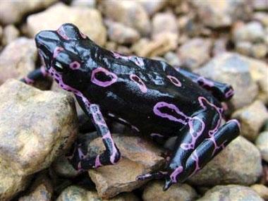 南美发现紫色荧光青蛙等24个新物种(图)