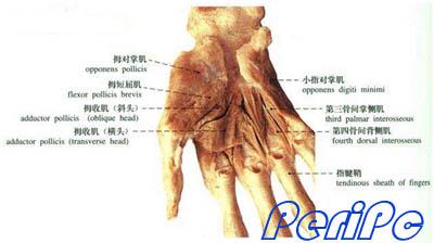 人手掌的肌肉组群解剖结构