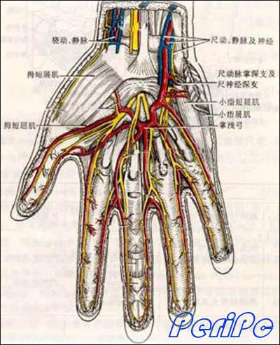 硬件 知识 > 正文     而人的手掌则主要由两组肌肉组成,一个是拇指屈