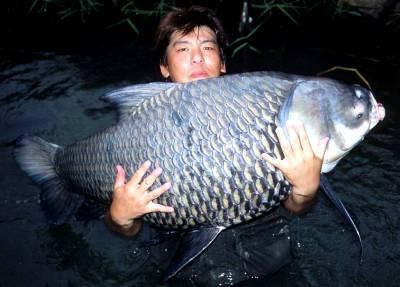 组图：从湄公河到亚马逊搜寻世界最大淡水鱼