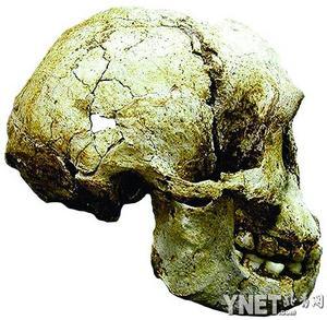 美科学家发现印尼小矮人智力超过人类祖先(2)