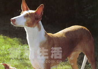 艾比赞猎犬 ibizan hound(组图)