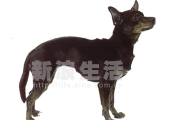 īëȮTOY MEXICAN HAIRLESS