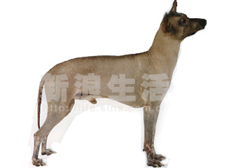 ӡëȮGRANDE  INCA  HAIRLESS  DOG