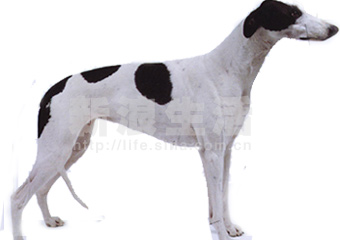 ȮGREYHOUND
