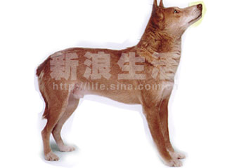 ҰȮDINGO