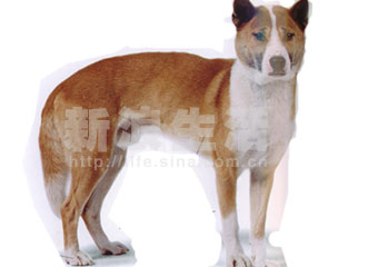 ¼Ǹ質ȮNEW  GUINEA  SINGING  DOG