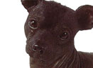 小型墨西哥无毛犬 miniature mexican hairless(组图)