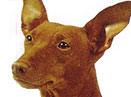 Ȯ