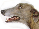 Ȯ