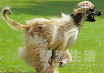 ȮAFGHAN HOUND