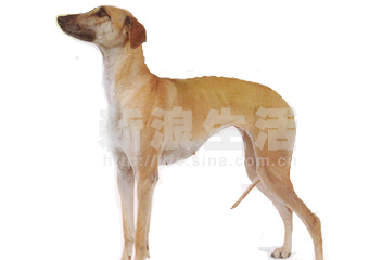 斯卢夫猎犬 SLOUGHI(组图)_宠物