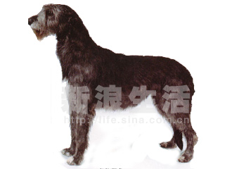 ȮIRISH WOLFHOUND