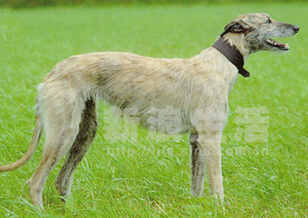 勒车犬 lurcher(组图)