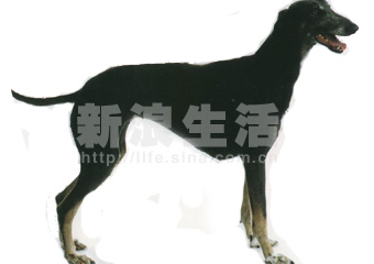 03 瑞木颇灵犭是犬 rampur greyhound(组图)