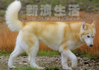 ǰ˹ĦȮSIBERIAN HUSKY