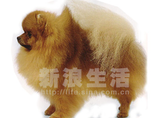 ȮPOMERANIAN