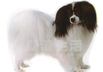 菲利犬(PHALENE)