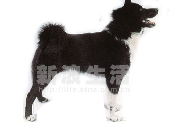 ˹ŷȮRUSSOEUROPEAN  LAIKA