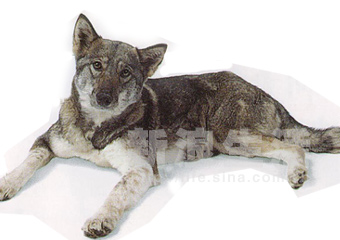 ȮEAST SIBERIAN LAIKA