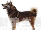 西西伯利亚莱卡犬 west siberian laika(组图)