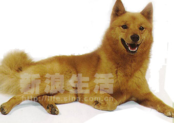 ëȮFINNISH  SPITZ