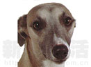 Ȯ