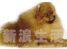 波美拉尼亚犬 pomeranian(组图)