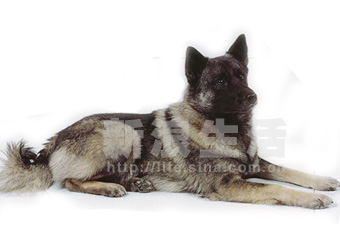 Ų¹ȮNORWEGIAN  ELKHOUND