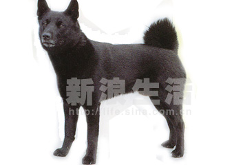 Ų¹ȮBLACD  NORWEGIAN  ELKHOUND