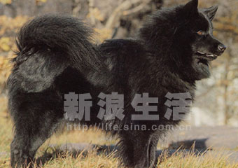 瑞典拉普赫德犬 swedish lapphund(组图)