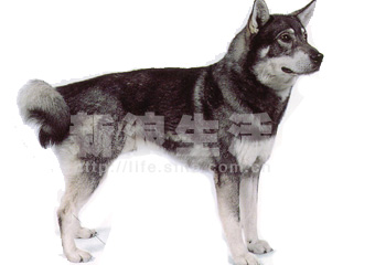 ¹ȮSWEDISH ELKHOUND