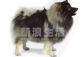 ¹ëȮGERMAN WOLFSPITZ