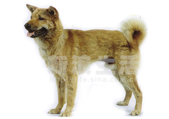 ȮJINDO
