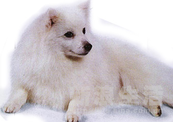 ձëȮJAPANESE SPITZ