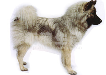 ŷȮEURASIER