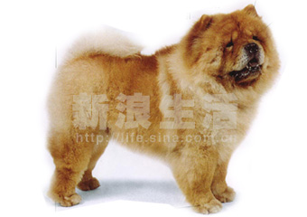 中国松狮犬 CHOW CHOW(组图)_宠物