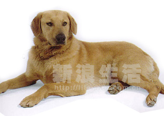 奇努克犬别名/常用名 暂无 英文名 chinook 品种 绒毛犬 性格特征