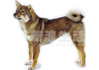 四国猎犬 SHIKOU(组图)_宠物