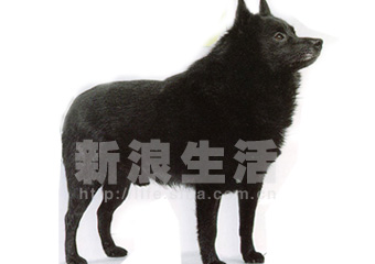 希伯格犬(SCHIPPERKE)