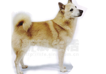 ŲȮNORWEGIAN BUHUND