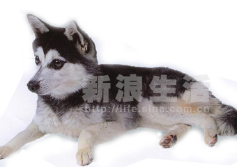 ˹ӿȮALASKAN KLEE KAI