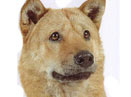 Ȯ