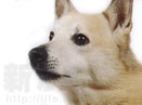 ŲȮ