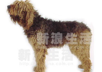 ˮ̡ȮOTTERHOUND