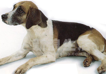 ȮHARRIER