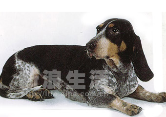 ˹ɫȮBASSET BLEU DE GASCOGNE